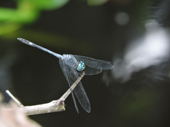 Micrathyria schumanni