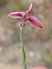 Polygala wittebergensis