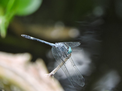 Micrathyria schumanni