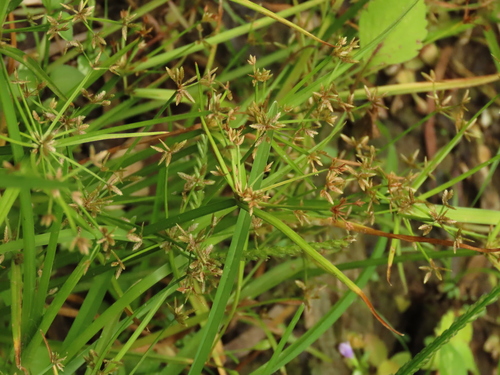 Haspan flatsedge (Cyperus haspan)