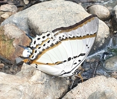 Polyura nepenthes