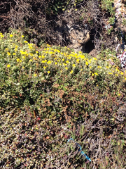 Eriophyllum staechadifolium