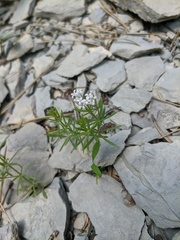 Asperula cretacea