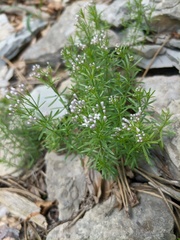 Asperula cretacea