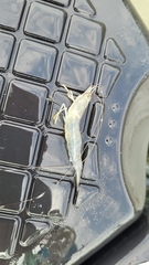 Penaeus aztecus