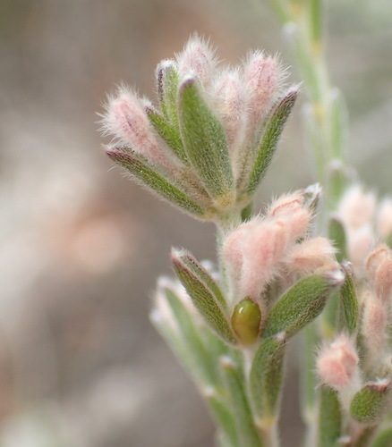 Image of Gnidia nodiflora by (c) Nicola van Berkel, some rights reserved (CC BY-SA)