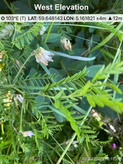 Vicia orobus