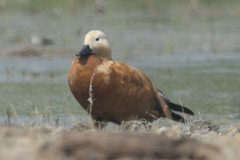 Tadorna ferruginea