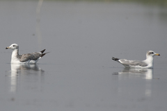 Ichthyaetus ichthyaetus