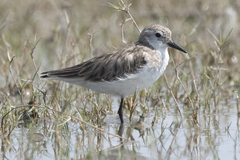 Calidris minuta