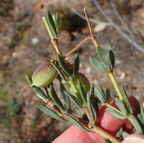 Image of Roepera fulva by (c) Nicola van Berkel, some rights reserved (CC BY-SA)