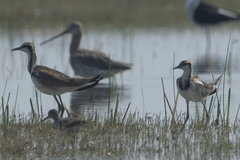 Hydrophasianus chirurgus