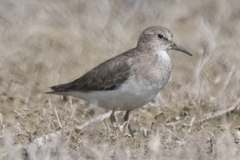 Calidris temminckii