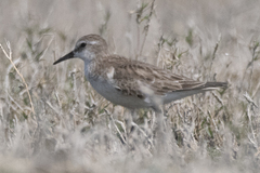 Calidris temminckii