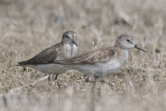 Calidris temminckii