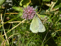 Colias phicomone