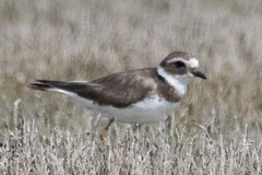 Charadrius hiaticula
