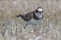 Charadrius hiaticula