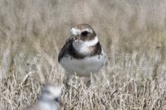 Charadrius hiaticula