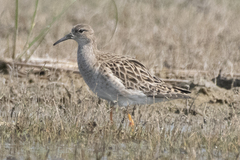 Calidris pugnax