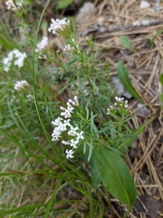 Asperula cretacea