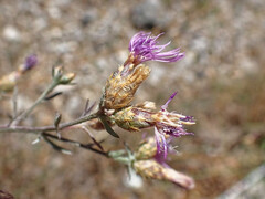 Centaurea paniculata