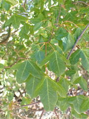 Acer monspessulanum