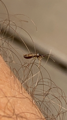 Pterygota