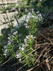 Asperula cretacea
