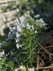 Asperula cretacea