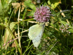 Colias phicomone
