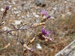 Centaurea paniculata