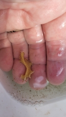 Prostheceraeus crozieri