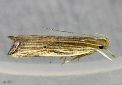 Helcystogramma hystricella