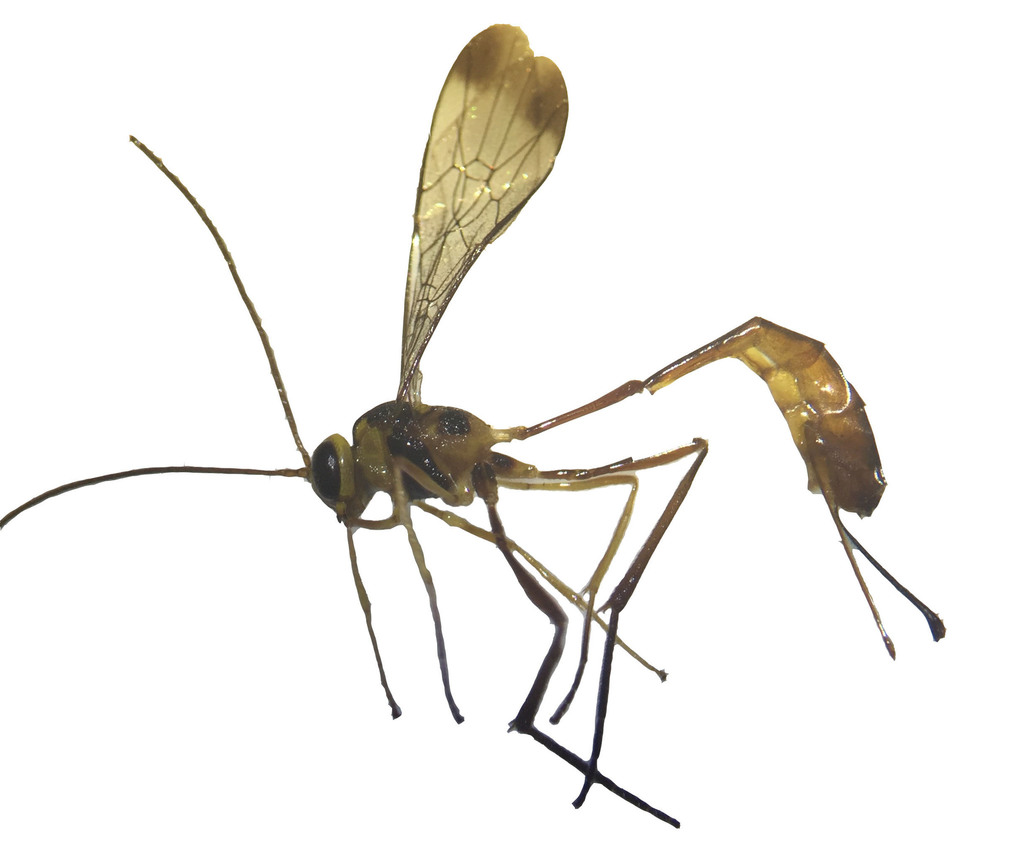 Podogaster