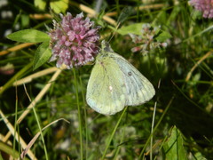 Colias phicomone
