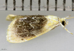 Glaphyria fulminalis