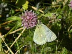 Colias phicomone