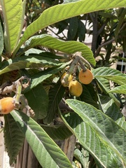 Eriobotrya japonica