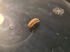 Rhagoletis cerasi