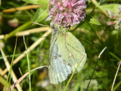 Colias phicomone
