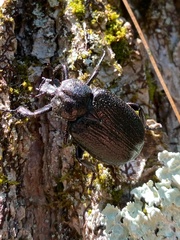 Osmoderma scabra