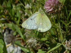 Colias phicomone