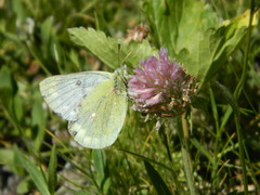 Colias phicomone