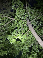 Acer pictum mono
