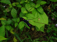 Heliconius erato cyrbia