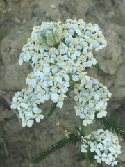 Aceria kiefferi