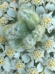 Aceria kiefferi