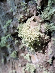 Ramalina labiosorediata