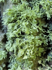 Ramalina labiosorediata